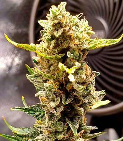 Сорт Brain Stroke Auto fem (High Speed ​​Buds)