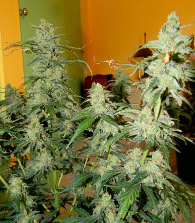 Сорт AK-49 fem (Vision Seeds)