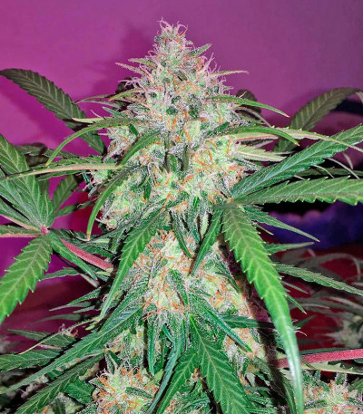 Сорт Blue Mystic fem (Nirvana Seeds)