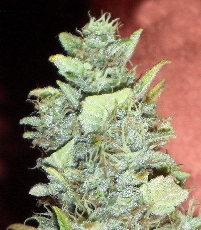 Сорт Bubba Gum Auto fem (Dr. Krippling Seeds)