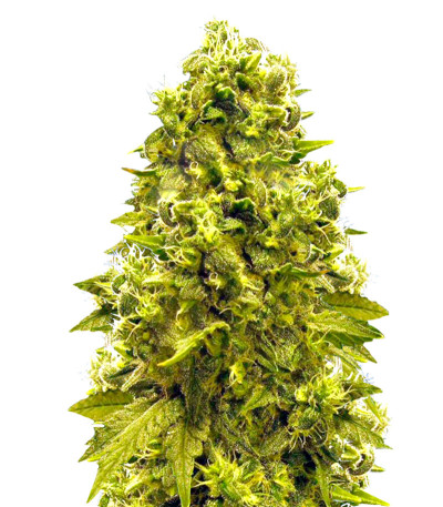 Сорт Jack Hammer fem (Victory Seeds)