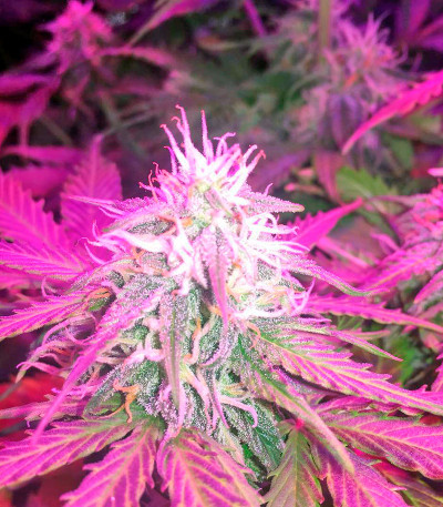 Сорт Northern Lights Automatic fem (Nirvana Seeds)