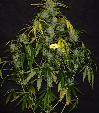 Сорт SexBud fem (Female Seeds)