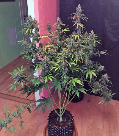 Сорт Auto White Widow fem (Pyramid Seeds)