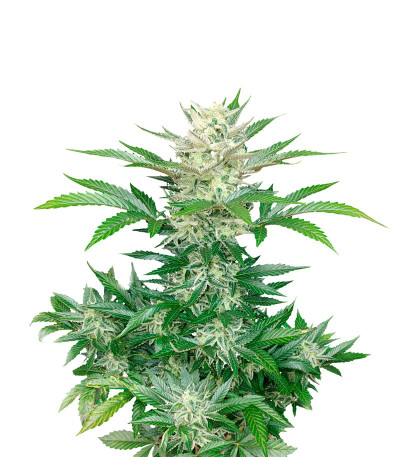 Сорт Bruce Banner Auto fem