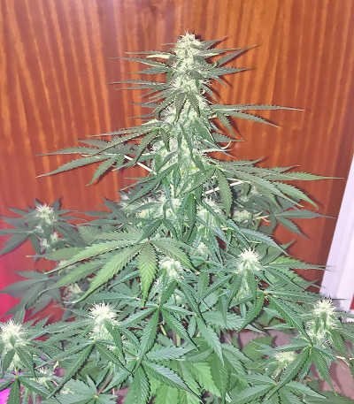 Сорт Sour Diesel Autoflowering fem (Dinafem Seeds)