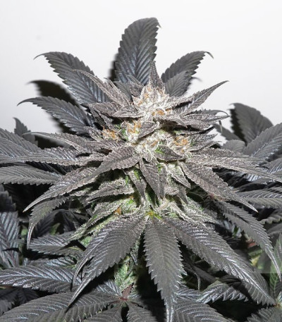 Сорт Bubba Island Kush fem (Dutch Passion)