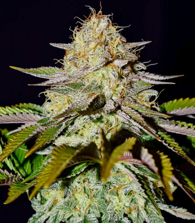 Сорт GG-48 fem (Nirvana Seeds)