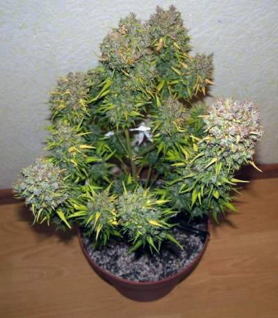 Сорт Grapefruit auto fem (FastBuds)