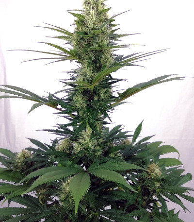 Сорт NYC Diesel fem (Sweet Seeds)