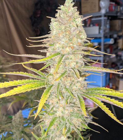 Сорт Monster Gelato fem (Monster Genetics)