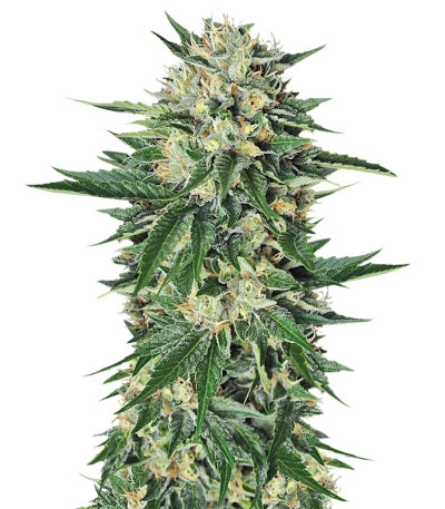 Сорт Dr. Greenthumb’s Em-Dog by B-Real fem