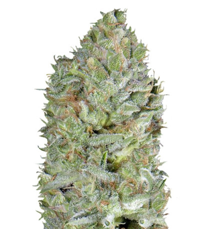 Сорт Critical Plus fem (Trikoma Seeds)