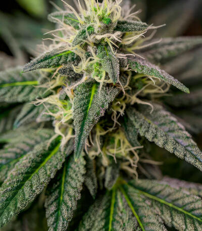 Семена сорта RudeBoi OG F1 fem (Seedkeepers)