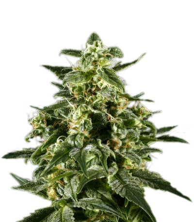 Сорт Himalaya Gold fem (Green House Seeds)