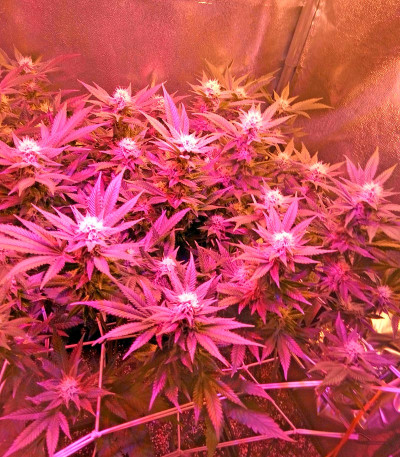 Сорт Chocolate Cream fem (00 Seeds)