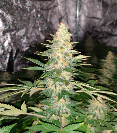 Сорт Delicious Candy fem (Delicious Seeds)