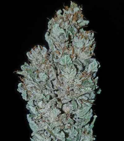 Сорт Royal Gorilla fem (Royal Queen Seeds)