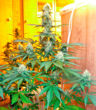 Сорт Bubba Cheese Auto fem (Humboldt Seeds)