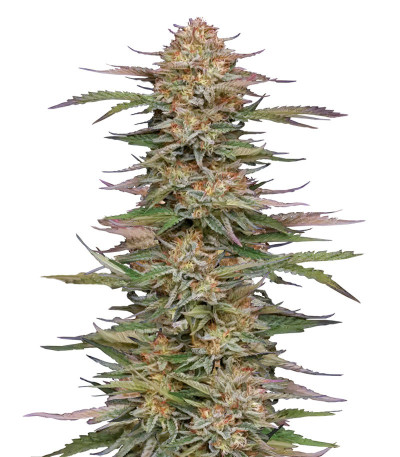 Сорт Orange Creampop fem (Humboldt Seed Company)