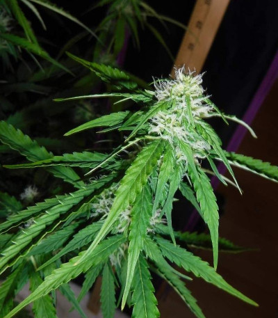 Сорт Sugar Black Rose Auto fem (Delicious Seeds)