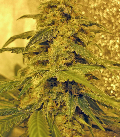 Сорт Sweet Tai fem (Sweet Seeds)