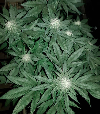 Сорт NHL Diesel fem (Victory Seeds)