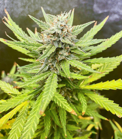 Сорт Auto Bruce Lemon Diesel fem (Dutch Passion)