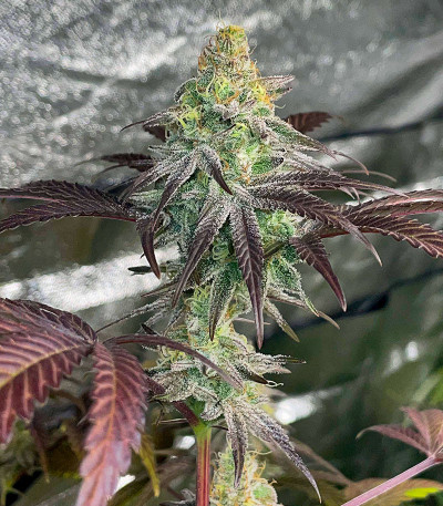 Сорт GMO Zkittlez F1 reg (Ethos Genetics)