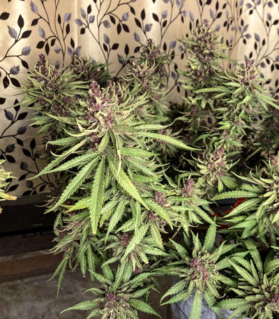 Girl Scout Cookies Auto (Nirvana Seeds)