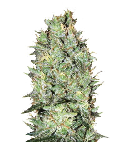 Сорт Amnesia Platinum fem