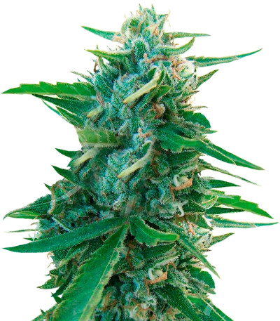 Сорт Sugar Black Rose reg (Delicious Seeds)