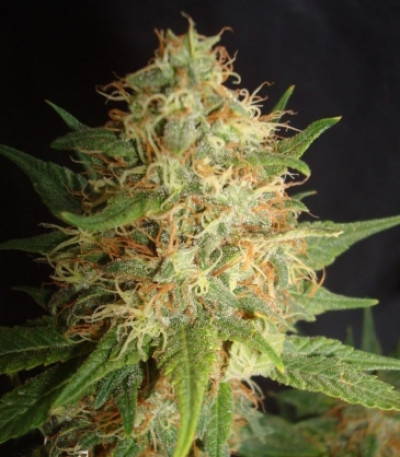 Сорт Royal Cheese fem (Fast Flowering)