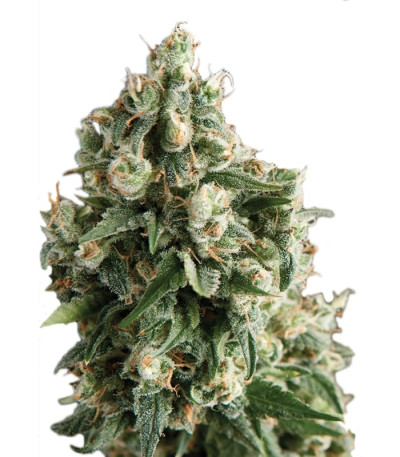 Сорт Lennon fem (Pyramid Seeds)