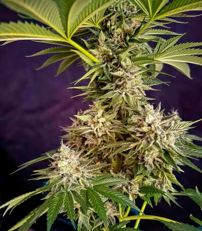Сорт Jealousy Kush fem (Seedkeepers)