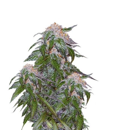 Сорт Medical VIP fem (VIP seeds)