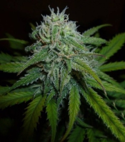 Сорт Diesel Automatic fem (Royal Queen Seeds)