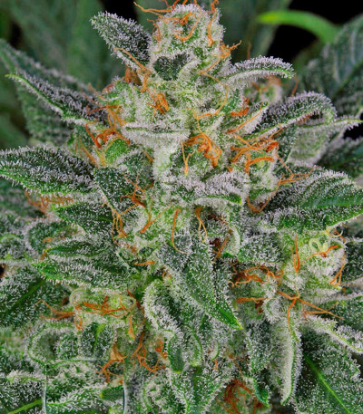 Сорт Serious Kush fem (Serious Seeds)