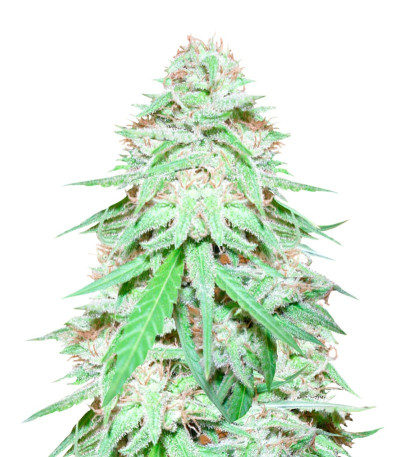 Сорт Spinning Buzz Kick auto fem (Dr. Krippling Seeds)