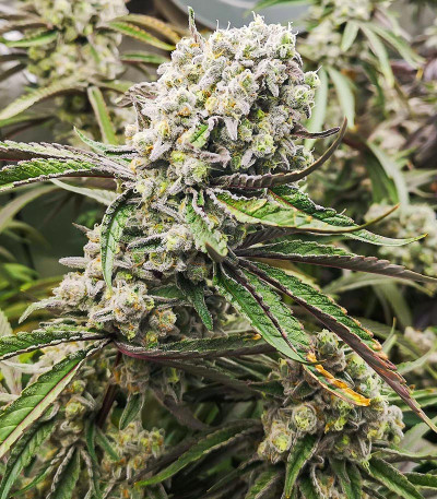 Сорт Banana Punch fem (Barney's Farm)