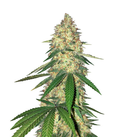 Сорт Gorilla Glue # 4 fem (Cali Buds Seeds)