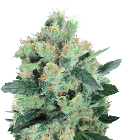 Сорт Spiritual Punk fem (Samsara Seeds)