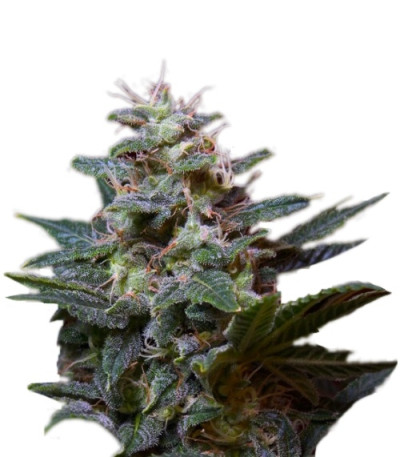 Сорт Sweet Purple fem (Paradise Seeds)