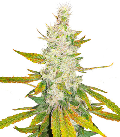 Сорт Monster Girl Scout Cookies fem (Monster Genetics)