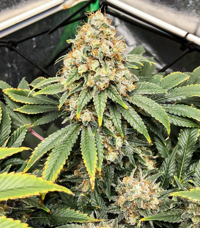 Сорт Blueberry OG fem (AlphaFem Seeds)