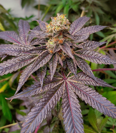 Сорт High Society fem (Compound Genetics)