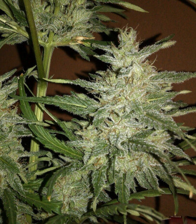 Сорт Purple Maroc fem (Female Seeds)