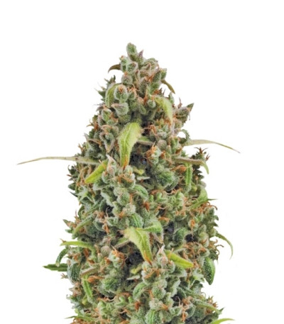 Сорт Diesel Automatic fem (Royal Queen Seeds)