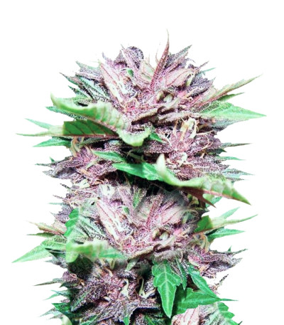 Сорт Auto Dark Purple fem (Delicious Seeds)