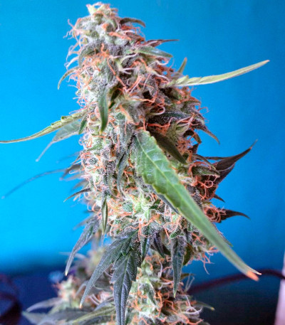 Сорт Auto Blue Pyramid fem (Pyramid Seeds)